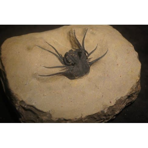Dicranurus monstruosus - vue 8