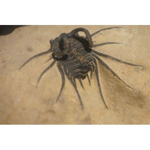 Dicranurus monstruosus - vue 4