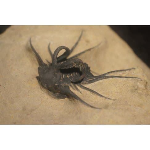 Dicranurus monstruosus - vue 6