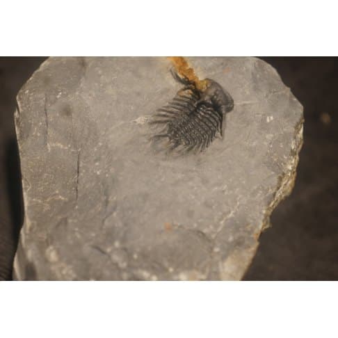 Koneprusia sp - vue 8