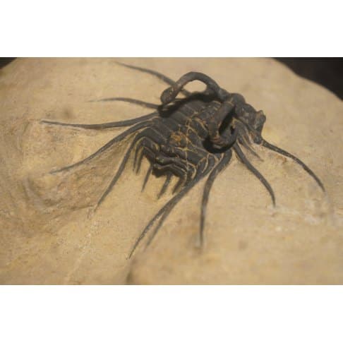 Dicranurus monstruosus - vue 2