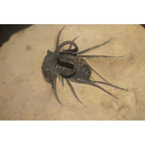 Dicranurus monstruosus - vue 5