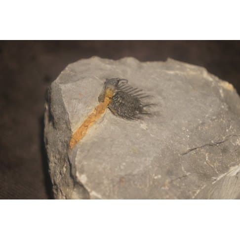 Koneprusia sp - vue 6
