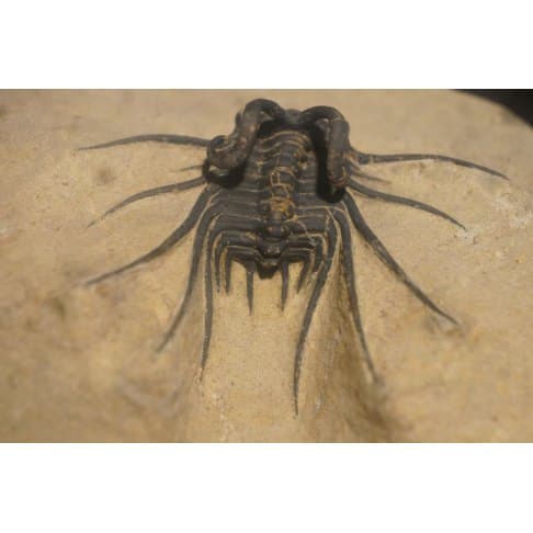 Dicranurus monstruosus - vue 3