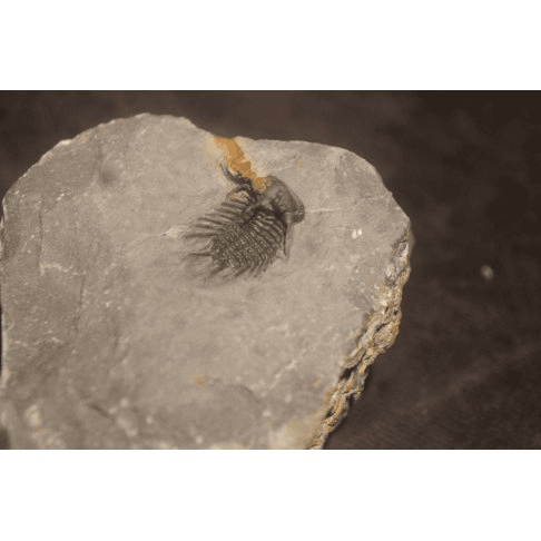 Koneprusia sp