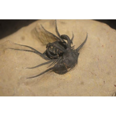 Dicranurus monstruosus - vue 9