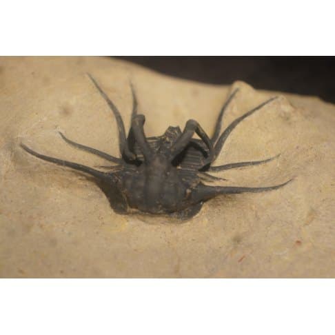 Dicranurus monstruosus - vue 7