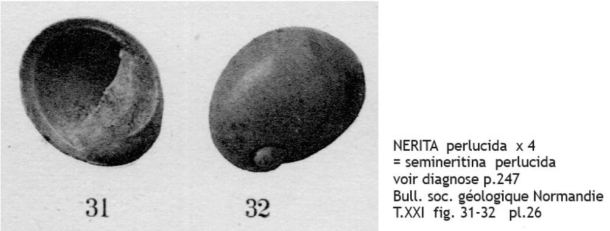 NERITA perlucida COT.jpg