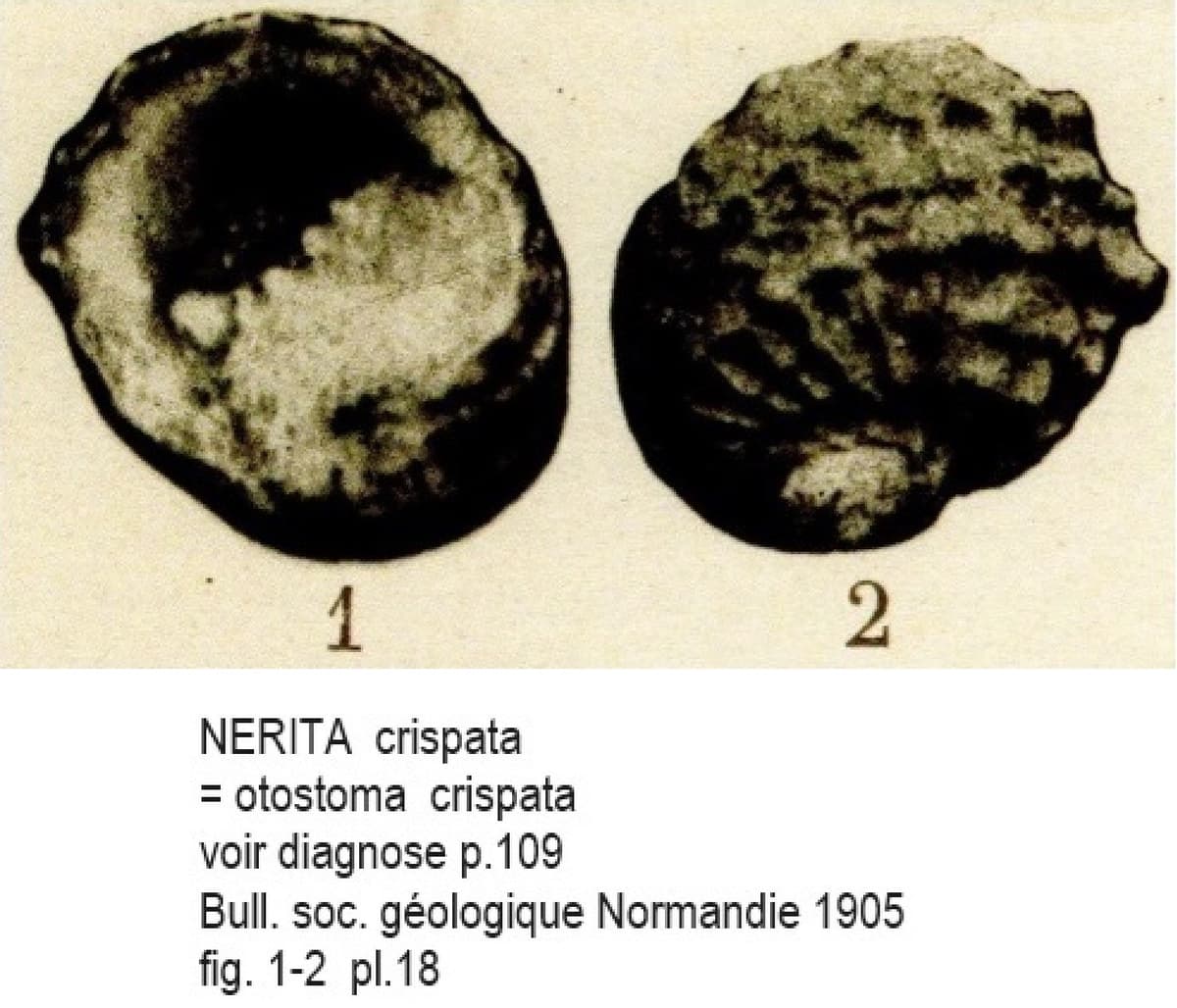 NERITA crispata Cotentin.jpg