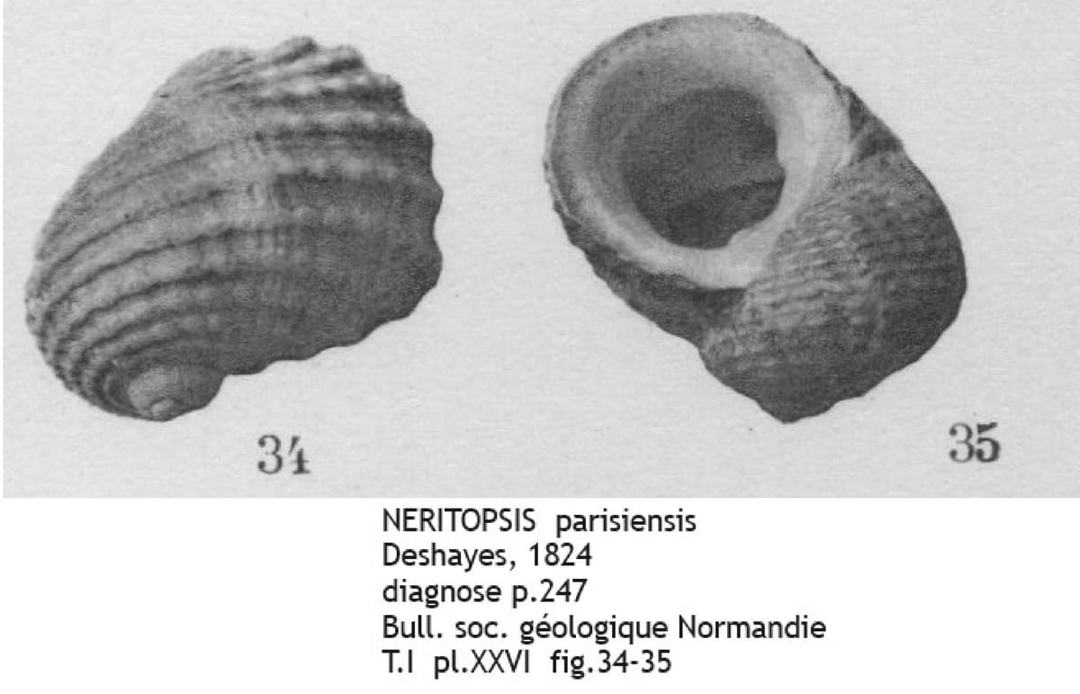 NERITOPSIS parisiensis COT.jpg