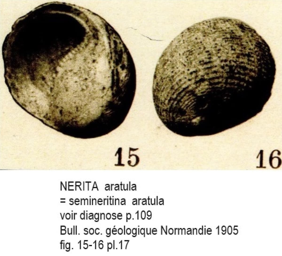 NERITA aratula Cotentin .jpg