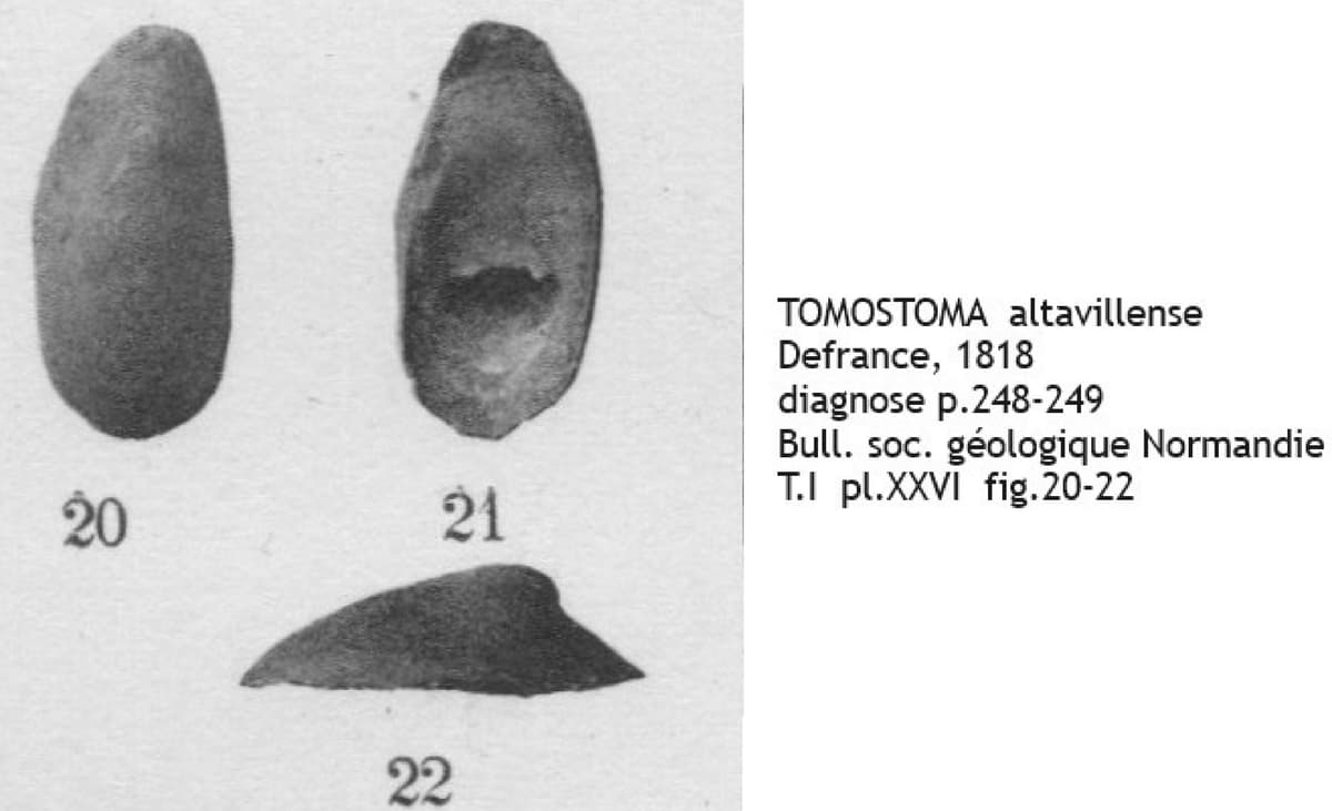 TOMOSTOMA altavillense COT.jpg