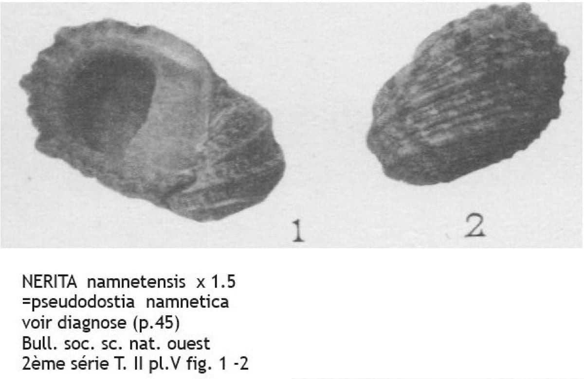NERITA namnetensis.jpg