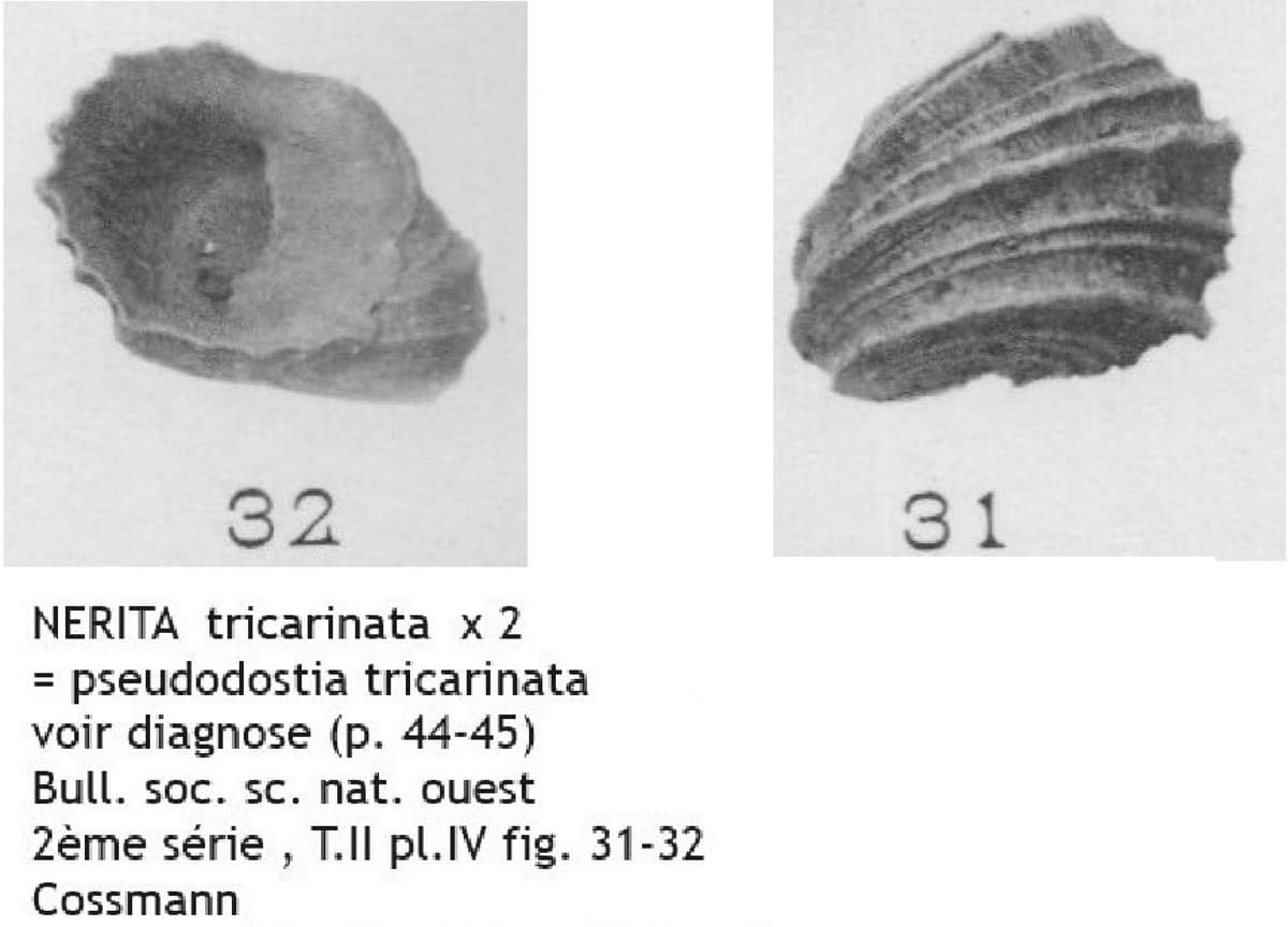 NERITA tricarinata.jpg