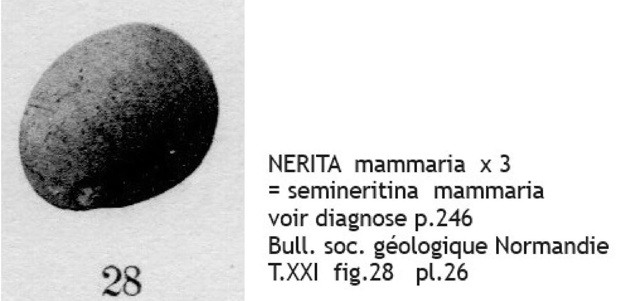 NERITA mammaria COT.jpg