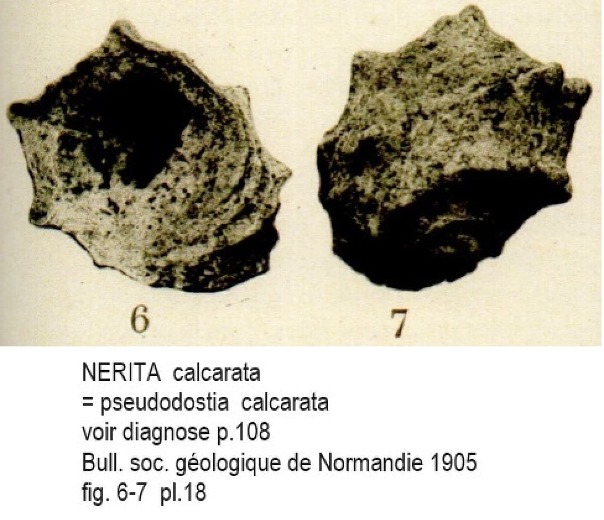 NERITA calcarata Cotentin.jpg