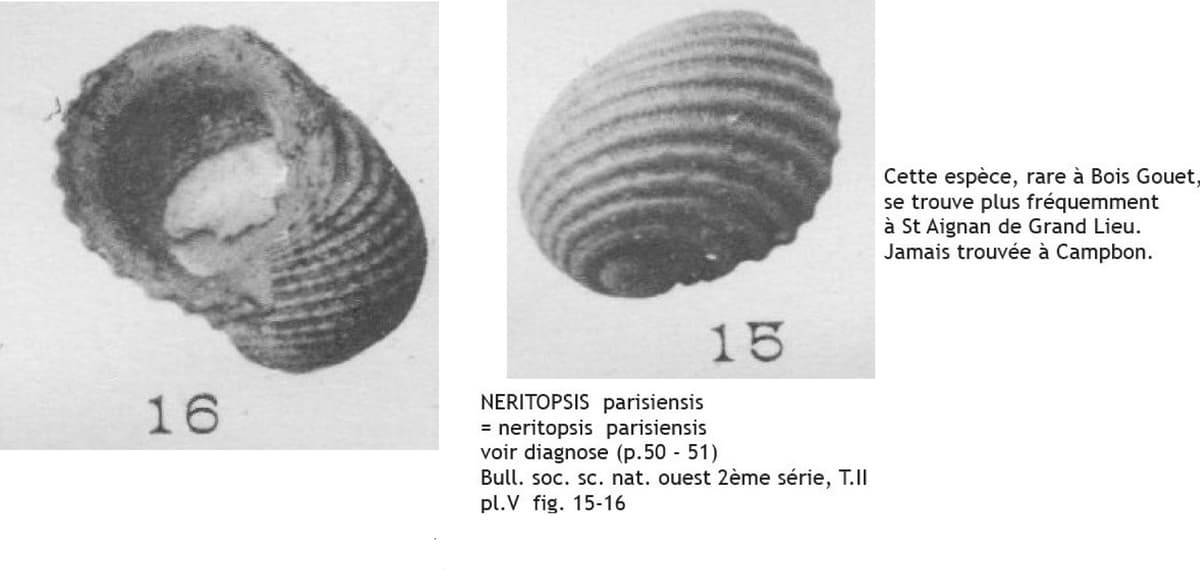 NERITOPSIS parisiensis L A.jpg