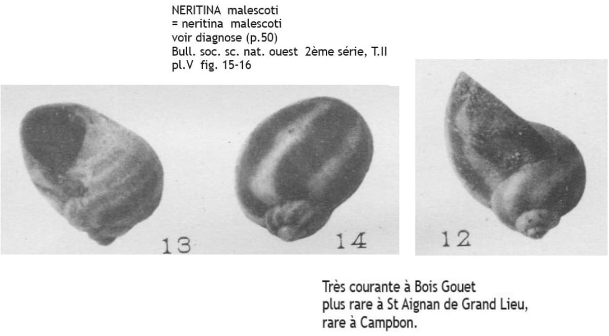 NERITINA malescoti Copie.jpg