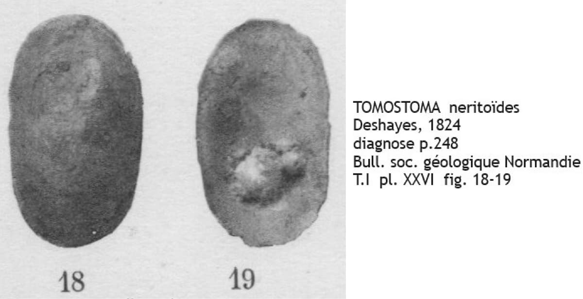 TOMOSTOMA neritoïdes COT.jpg