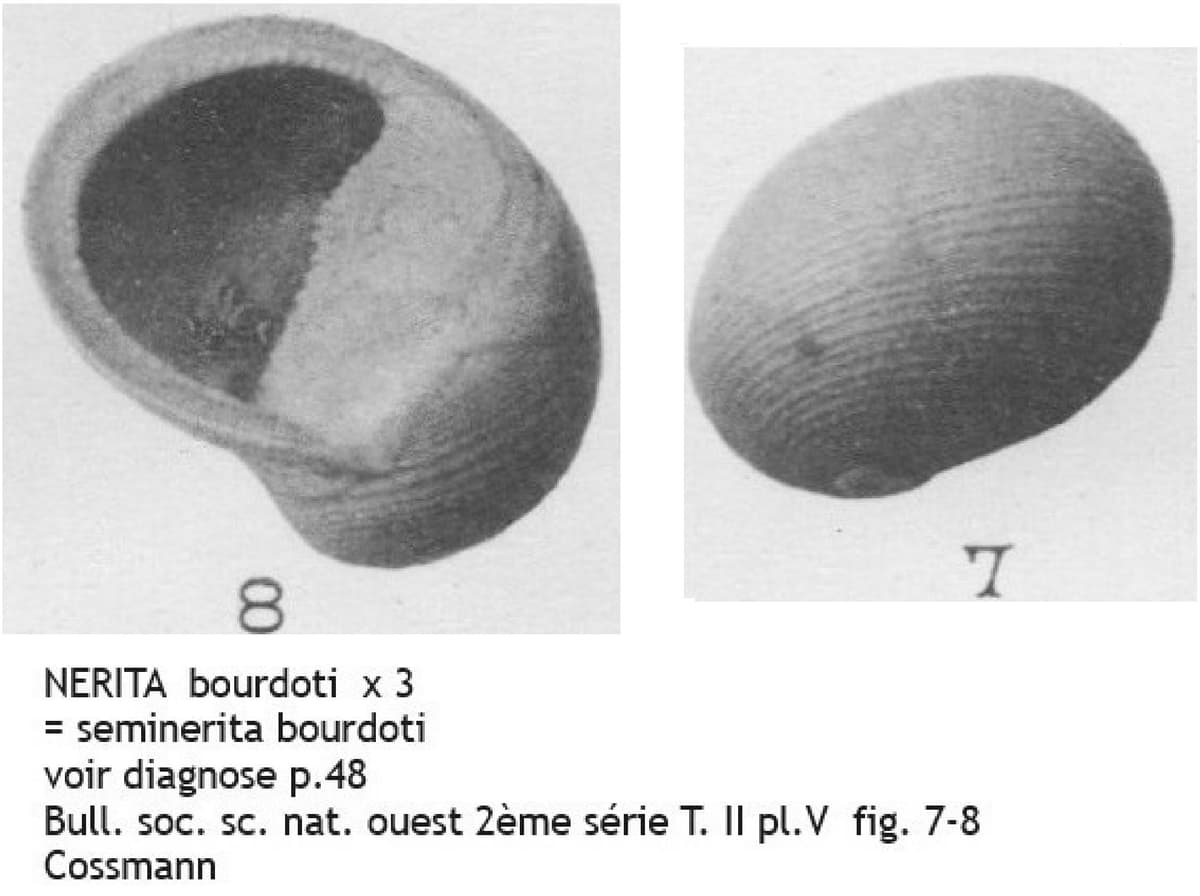 NERITA BOURDOTI.jpg