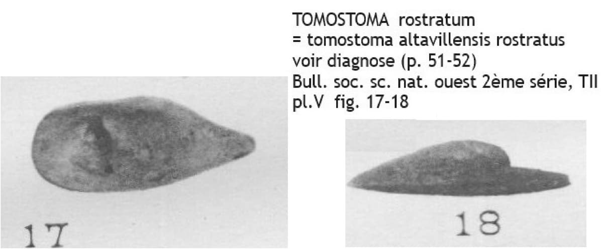 TOMOSTOMA rostratum altavillensis rostratus.jpg