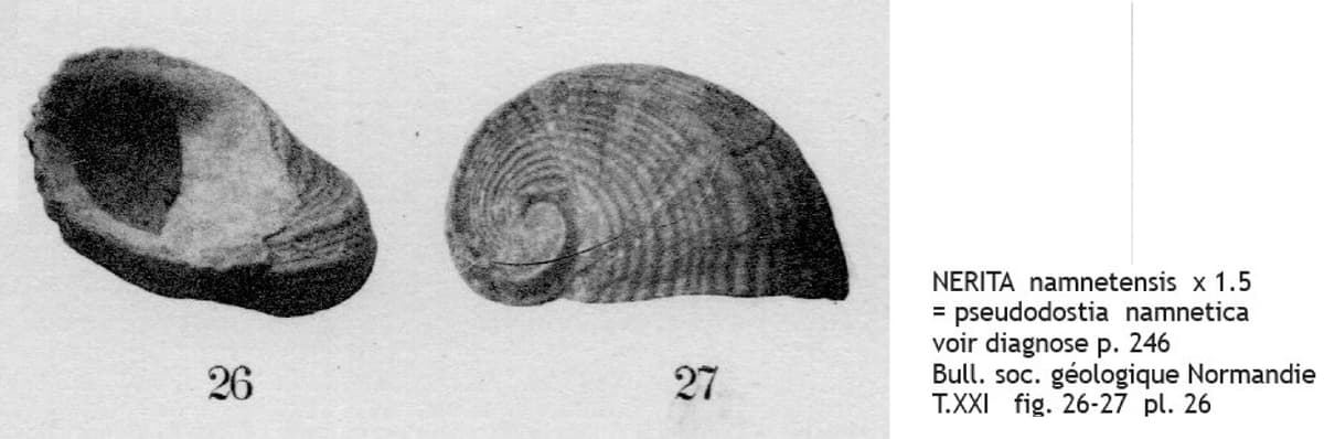 NERITA namnetensis COT.jpg