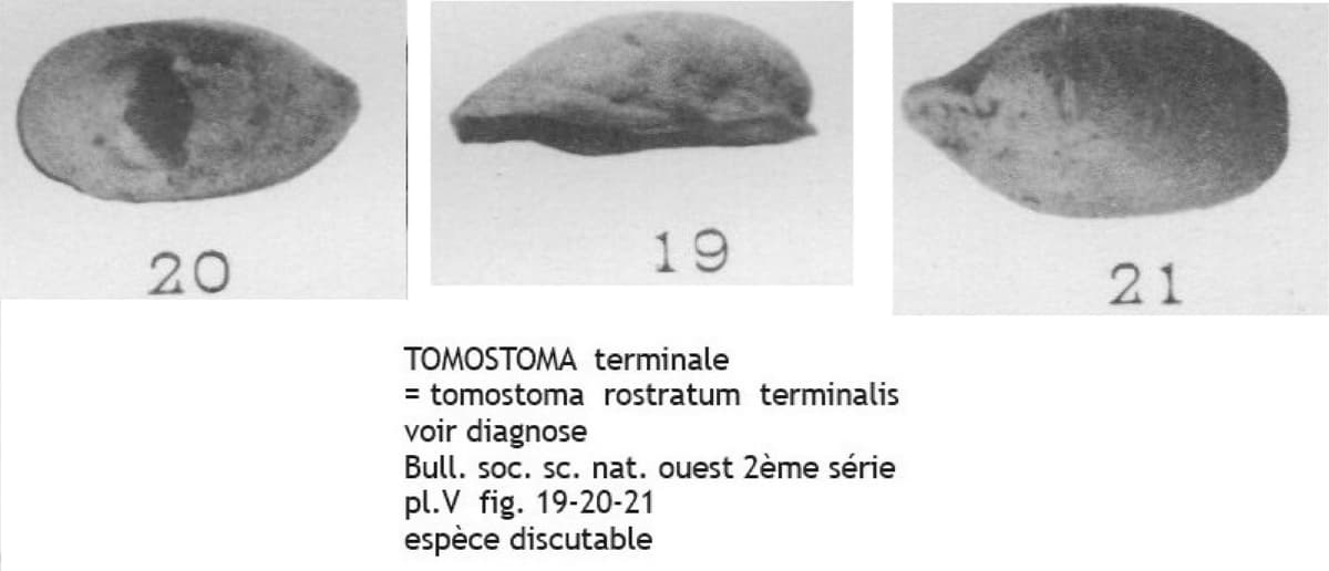 TOMOSTOMA rostratum terminalis L A.jpg
