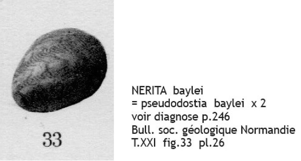 NERITA baylei COT.jpg