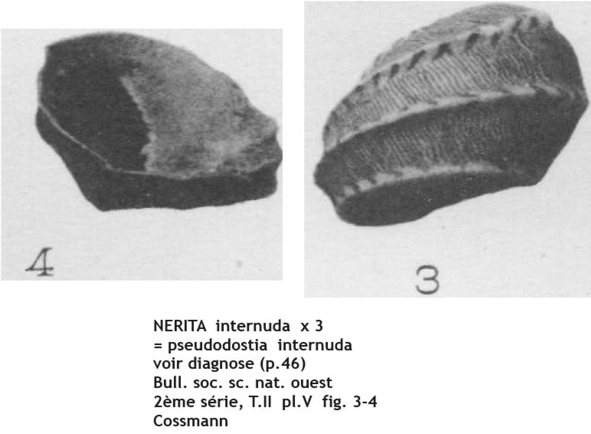 NERITA internuda L A.jpg