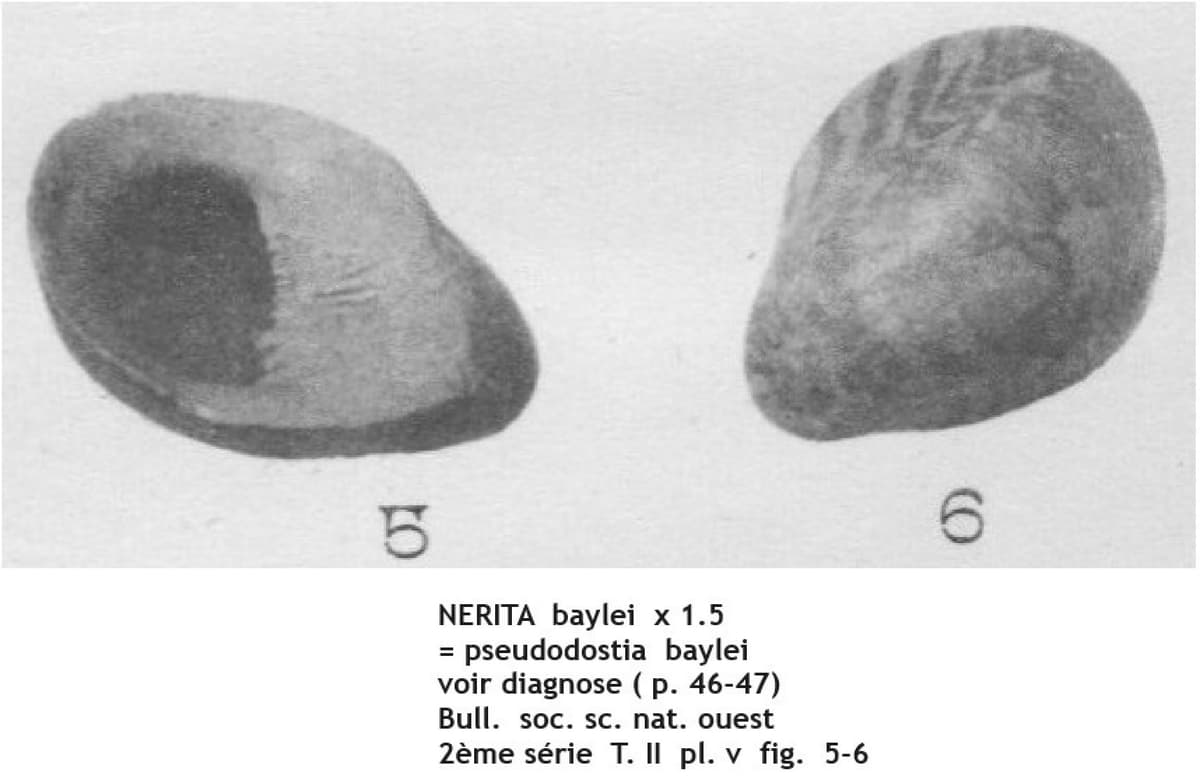 NERITA baylei L A.jpg