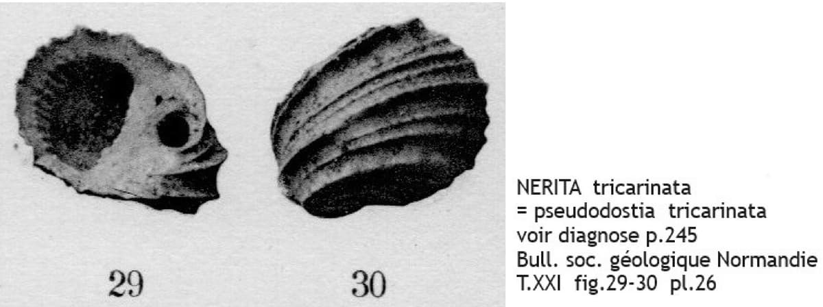 NERITA tricarinata COT.jpg