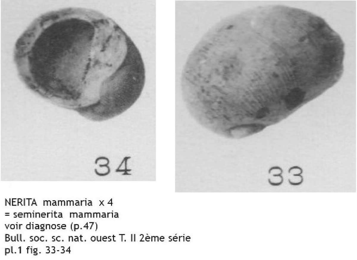 nerita mammaria.jpg
