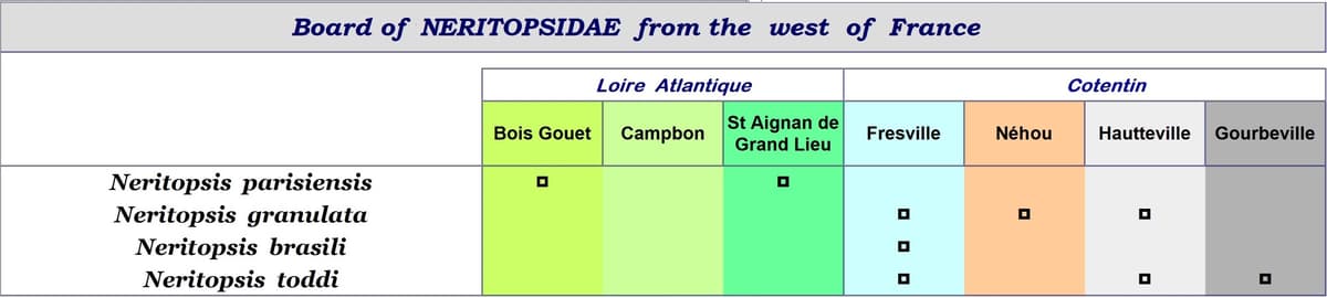 carte NERITOPSIDAE lg 10 asset.jpg