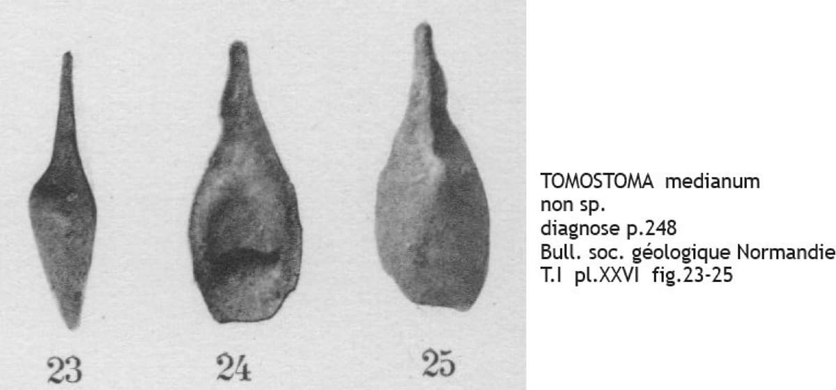 TOMOSTOMA medianum COT.jpg