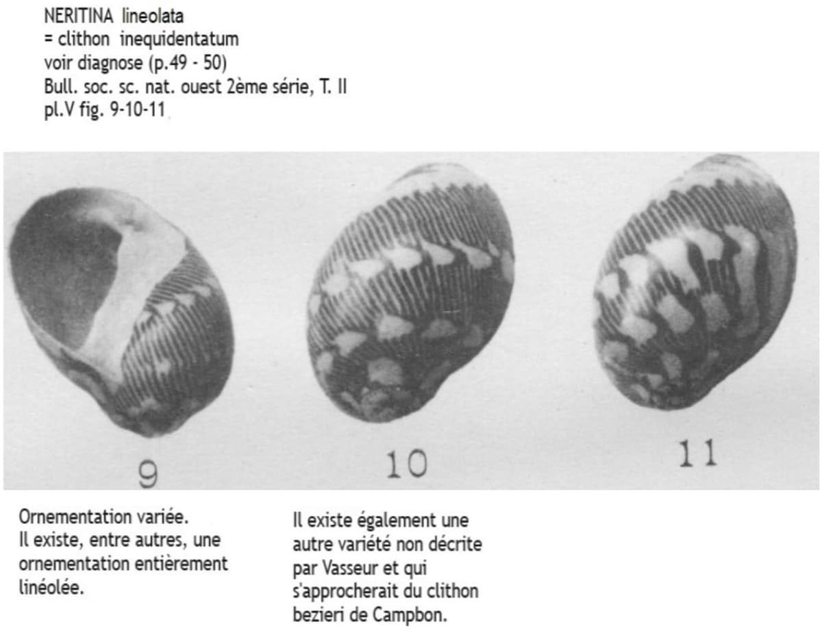 NERITINA lineolata.jpg