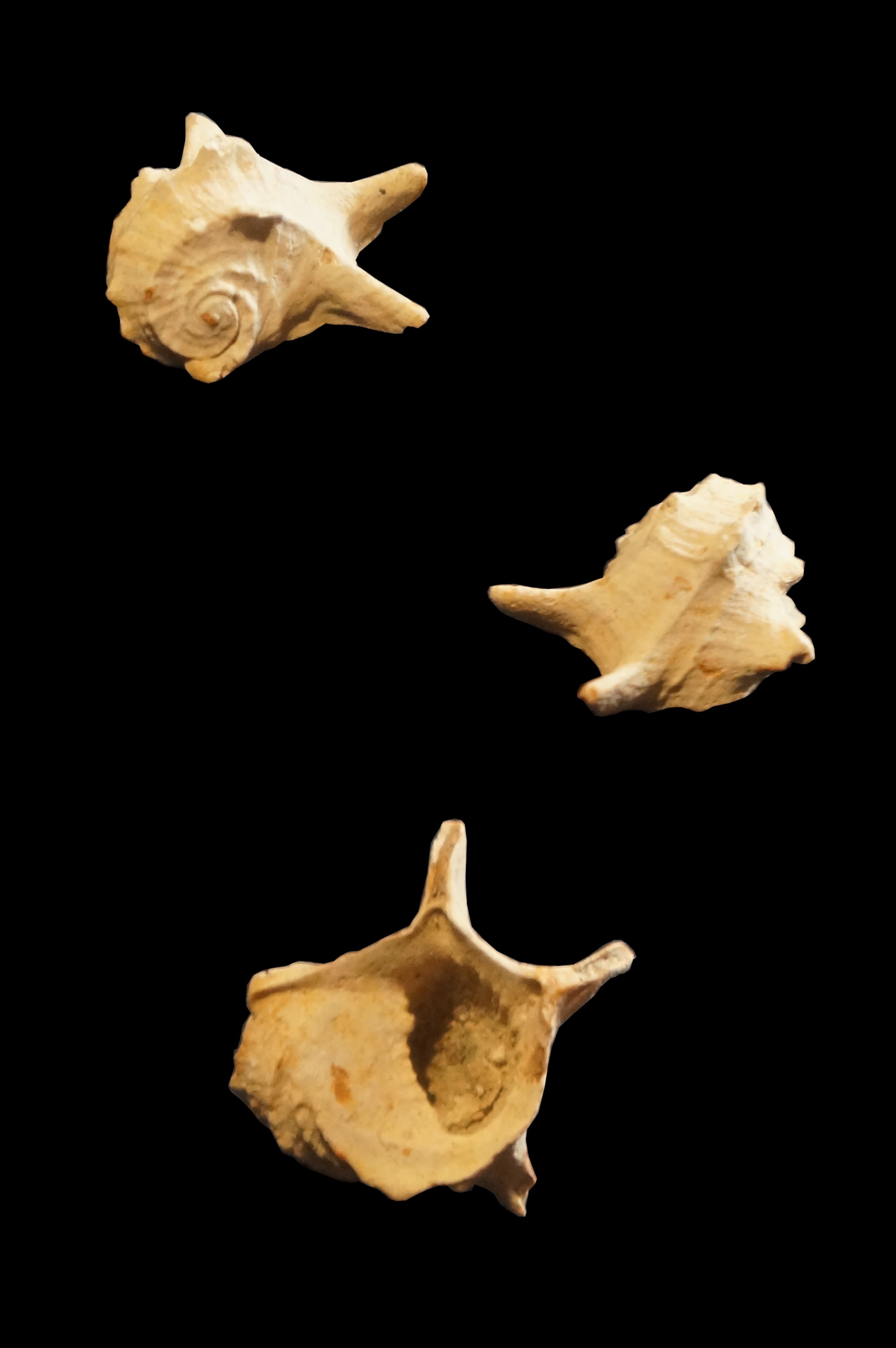 Neritoidae de l'Ouest de la France